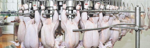Poultry Processing Plants - Equipments and Machinery Provider